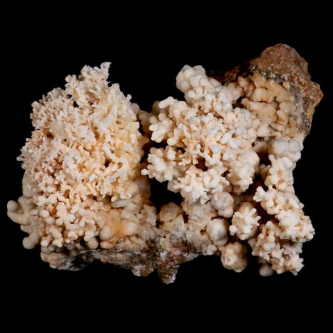XL 6" Botryoidal Aragonite Cave Calcite Crystal Cluster Mineral Specimen Morocco - Fossil Age Minerals
