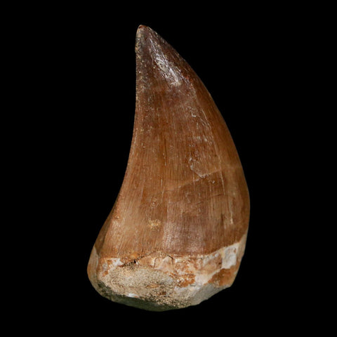 XL 2.1" Mosasaur Prognathodon Fossil Tooth Cretaceous Dinosaur Era COA Stand
