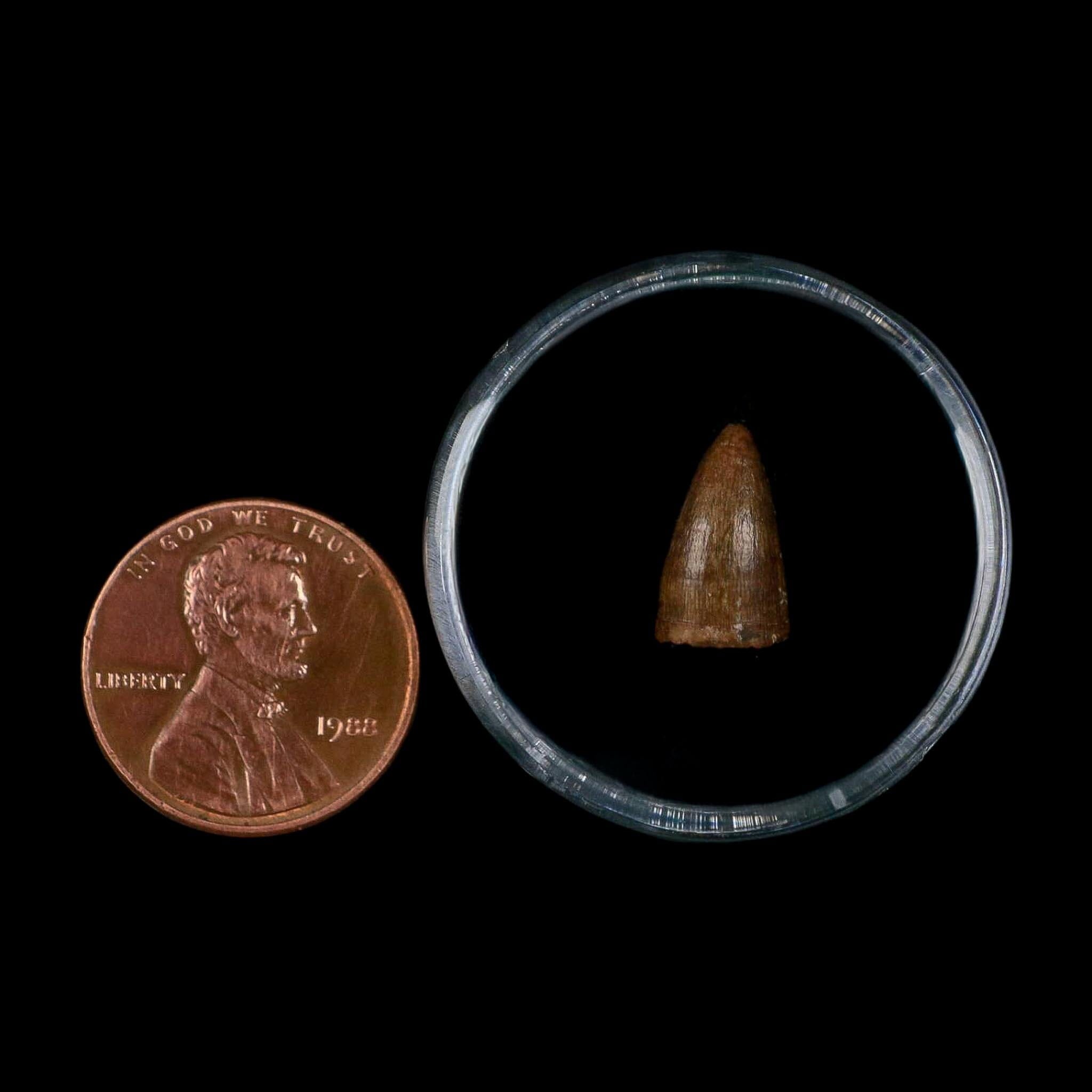 0.5 Crocodile Borealosuchus Fossil Tooth Judith River FM Montana COA Display - Fossil Age Minerals