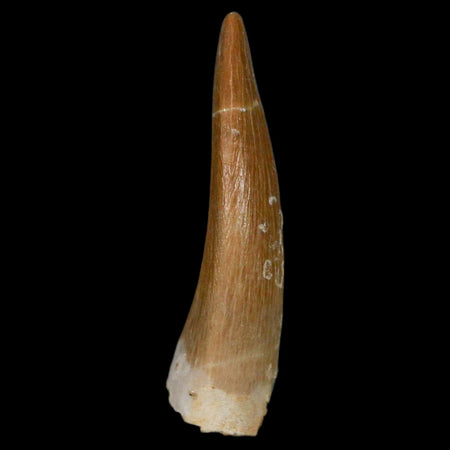 1.8" Plesiosaur Zarafasaura Tooth Fossil Cretaceous Dinosaur Era COA, Stand