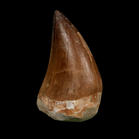XL 2.1" Mosasaur Prognathodon Fossil Tooth Cretaceous Dinosaur Era COA Stand