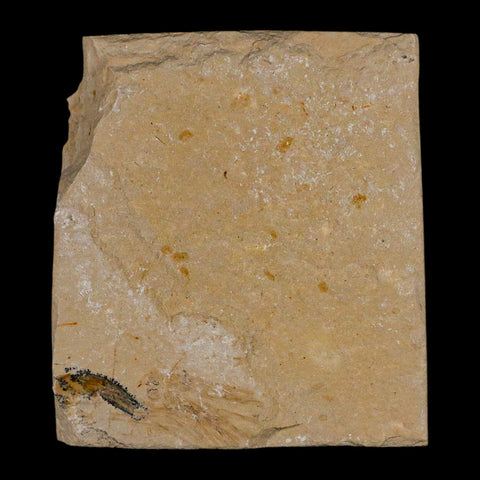 1.9" Fossil Shrimp Carpopenaeus Cretaceous Age 100 Mil Yrs Old Lebanon COA - Fossil Age Minerals