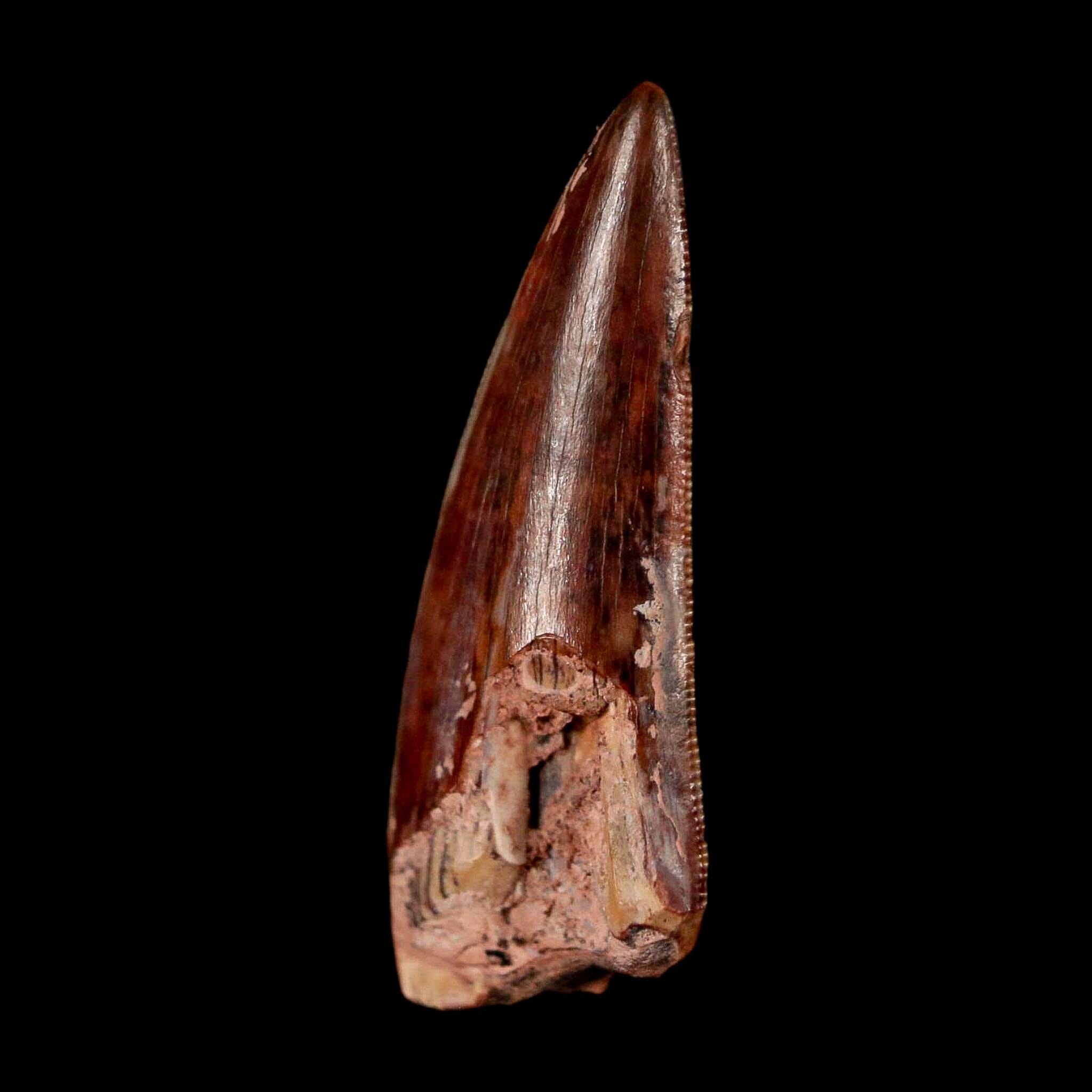 0.9" Postosuchus Rauisuchid Archosaur Fossil Tooth Redonda Formation NM COA Display - Fossil Age Minerals