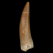 1.8" Plesiosaur Zarafasaura Tooth Fossil Cretaceous Dinosaur Era COA, Stand