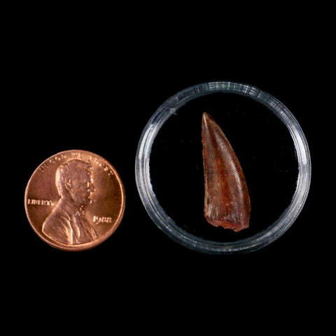 0.9" Postosuchus Rauisuchid Archosaur Fossil Tooth Redonda Formation NM COA Display - Fossil Age Minerals