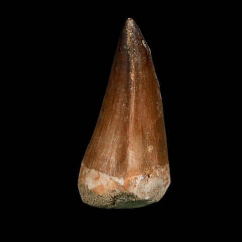 XL 2.1" Mosasaur Prognathodon Fossil Tooth Cretaceous Dinosaur Era COA Stand