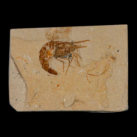 1.4" Fossil Shrimp Carpopenaeus Cretaceous Age 100 Mil Yrs Old Lebanon COA