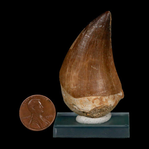 XL 2.1" Mosasaur Prognathodon Fossil Tooth Cretaceous Dinosaur Era COA Stand