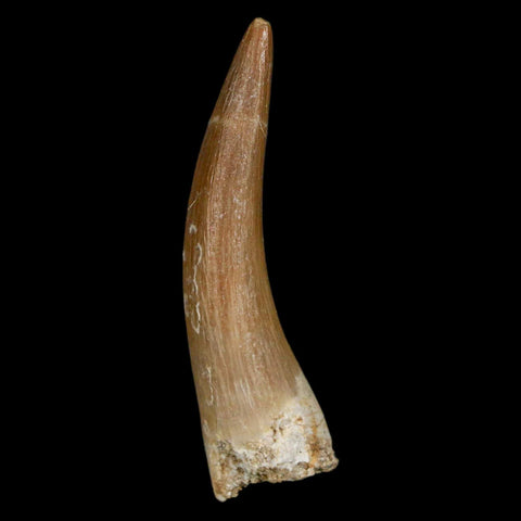 1.8" Plesiosaur Zarafasaura Tooth Fossil Cretaceous Dinosaur Era COA, Stand