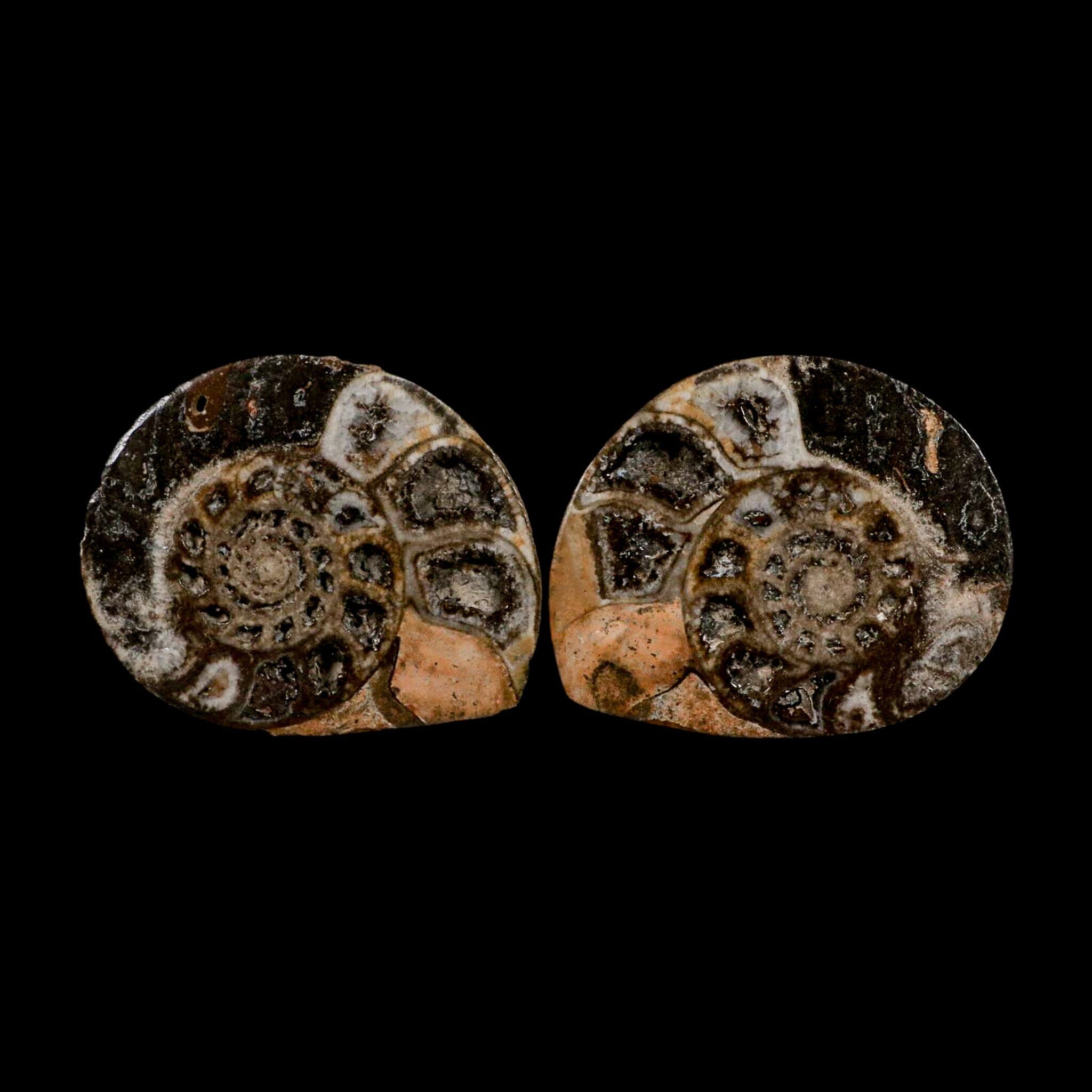 2.7" Goniatite Ammonite Fossil Polished, Cut Half's Erfoud Morocco Devonian Age COA - Fossil Age Minerals