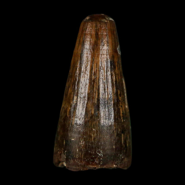 0.7 Crocodile Borealosuchus Fossil Tooth Judith River FM Montana COA Display