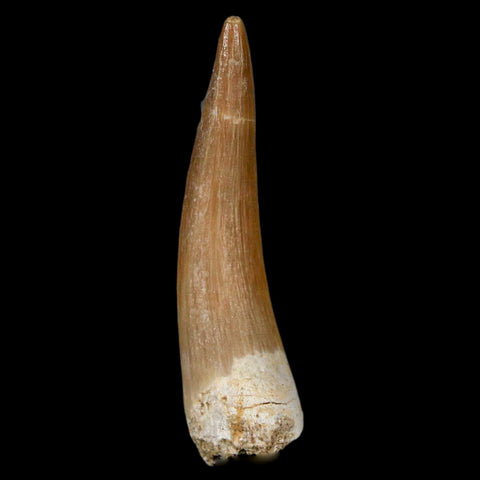 1.8" Plesiosaur Zarafasaura Tooth Fossil Cretaceous Dinosaur Era COA, Stand