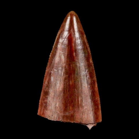 0.5" Postosuchus Rauisuchid Archosaur Fossil Tooth Redonda Formation NM COA Display