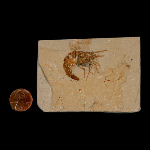 1.4" Fossil Shrimp Carpopenaeus Cretaceous Age 100 Mil Yrs Old Lebanon COA - Fossil Age Minerals