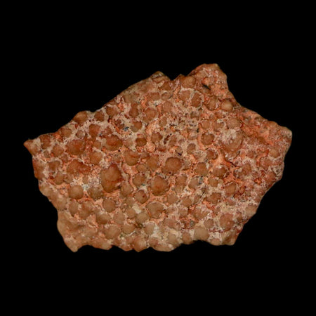 0.5" Megaloolithus Titanosaur Dinosaur Fossil Egg Shell Bouches Du Rhone France Display