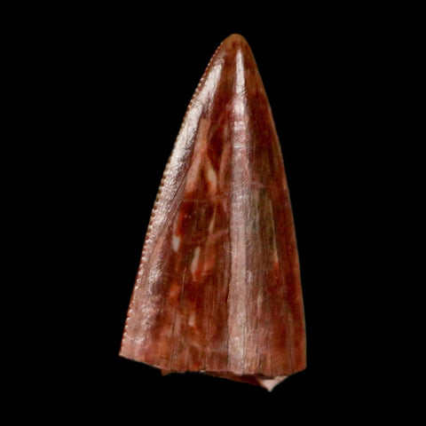 0.5" Postosuchus Rauisuchid Archosaur Fossil Tooth Redonda Formation NM COA Display