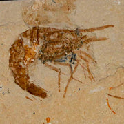 1.4" Fossil Shrimp Carpopenaeus Cretaceous Age 100 Mil Yrs Old Lebanon COA