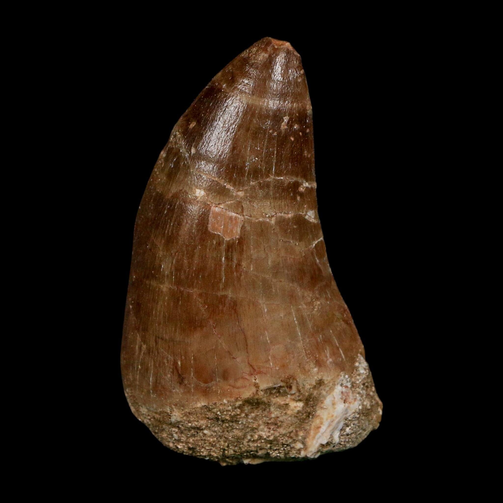 XL 2.3" Tylosaurus Mosasaur Fossil Tooth Cretaceous Dinosaur Era COA, Stand - Fossil Age Minerals
