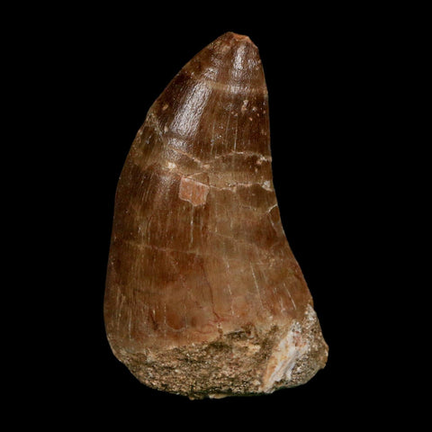 XL 2.3" Tylosaurus Mosasaur Fossil Tooth Cretaceous Dinosaur Era COA, Stand