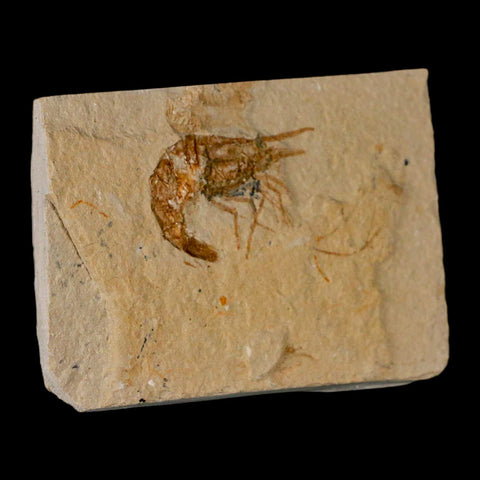 1.4" Fossil Shrimp Carpopenaeus Cretaceous Age 100 Mil Yrs Old Lebanon COA - Fossil Age Minerals