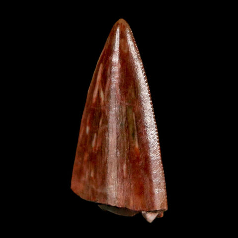 0.5" Postosuchus Rauisuchid Archosaur Fossil Tooth Redonda Formation NM COA Display