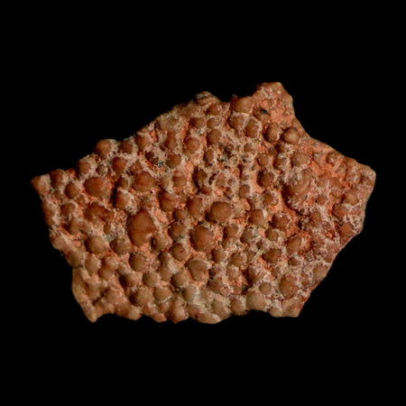 0.5" Megaloolithus Titanosaur Dinosaur Fossil Egg Shell Bouches Du Rhone France Display