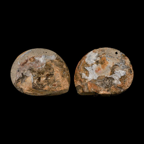 2.7" Goniatite Ammonite Fossil Polished, Cut Half's Erfoud Morocco Devonian Age COA