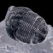 1" Elrathia Kingi Trilobite Fossil In Matrix House Range Utah Cambrian Age COA