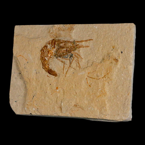 1.4" Fossil Shrimp Carpopenaeus Cretaceous Age 100 Mil Yrs Old Lebanon COA - Fossil Age Minerals