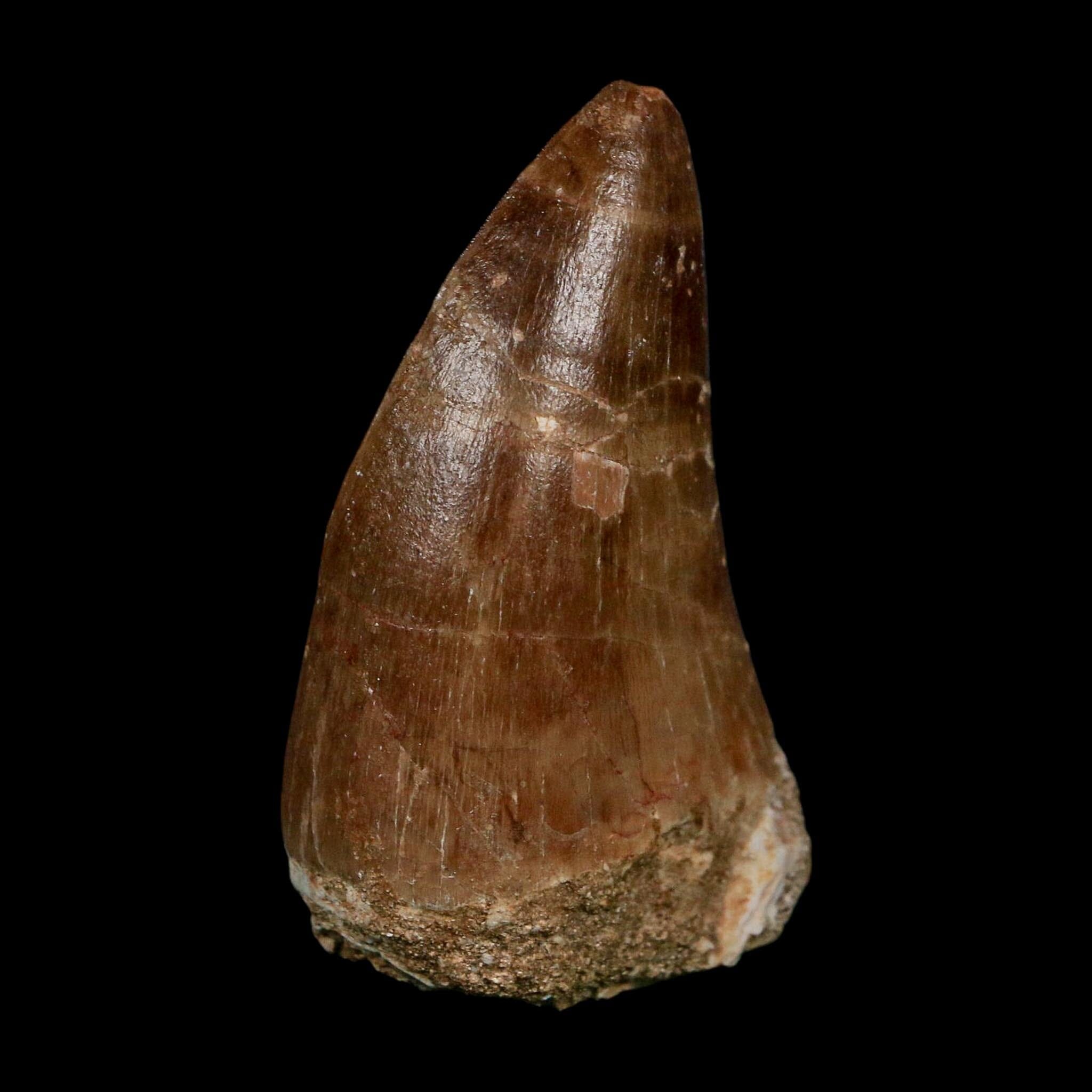 XL 2.3" Tylosaurus Mosasaur Fossil Tooth Cretaceous Dinosaur Era COA, Stand - Fossil Age Minerals