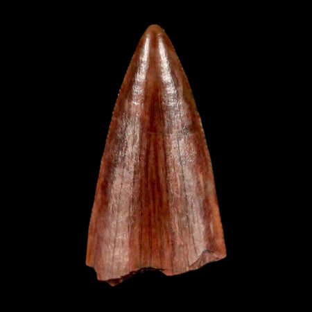 0.5" Postosuchus Rauisuchid Archosaur Fossil Tooth Redonda Formation NM COA Display