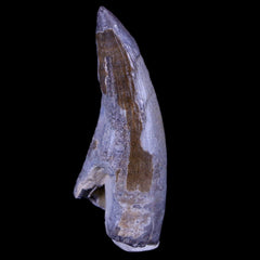 Suchomimus Fossils