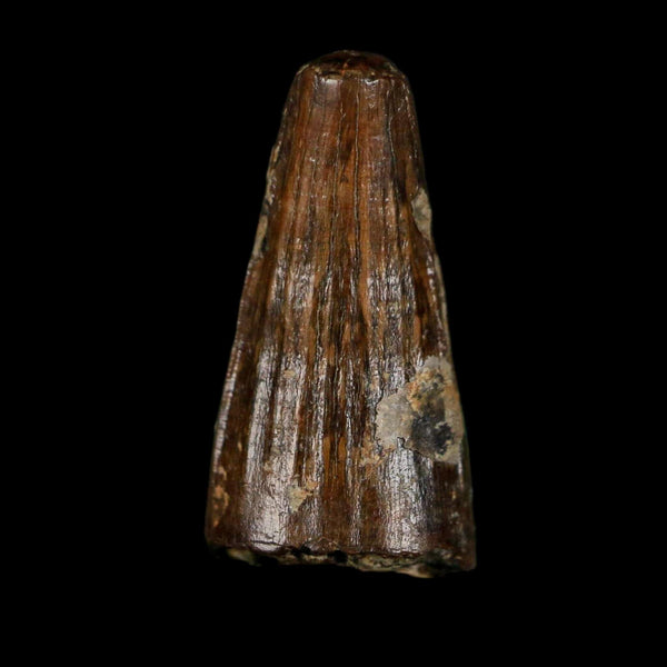 0.7 Crocodile Borealosuchus Fossil Tooth Judith River FM Montana COA Display