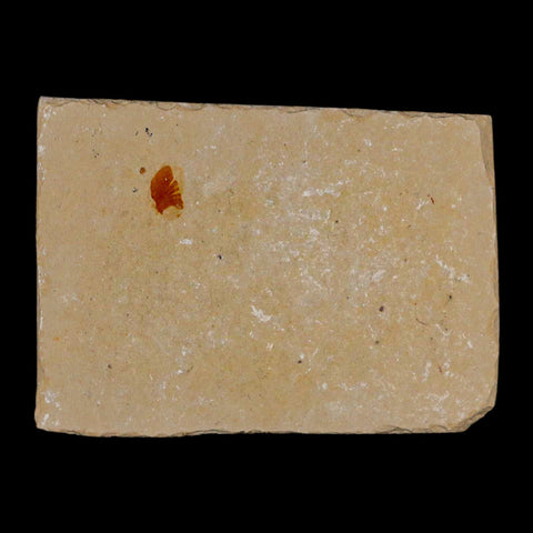 1.4" Fossil Shrimp Carpopenaeus Cretaceous Age 100 Mil Yrs Old Lebanon COA - Fossil Age Minerals