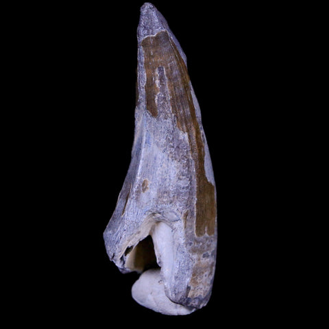 2" Suchomimus Fossil Tooth Cretaceous Spinosaurid Dinosaur Elraz FM Niger COA - Fossil Age Minerals