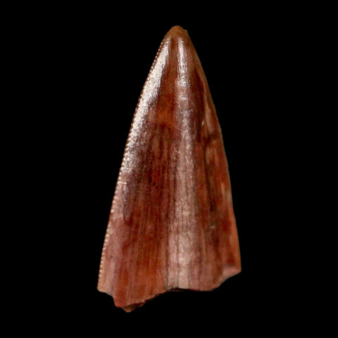 0.5" Postosuchus Rauisuchid Archosaur Fossil Tooth Redonda Formation NM COA Display