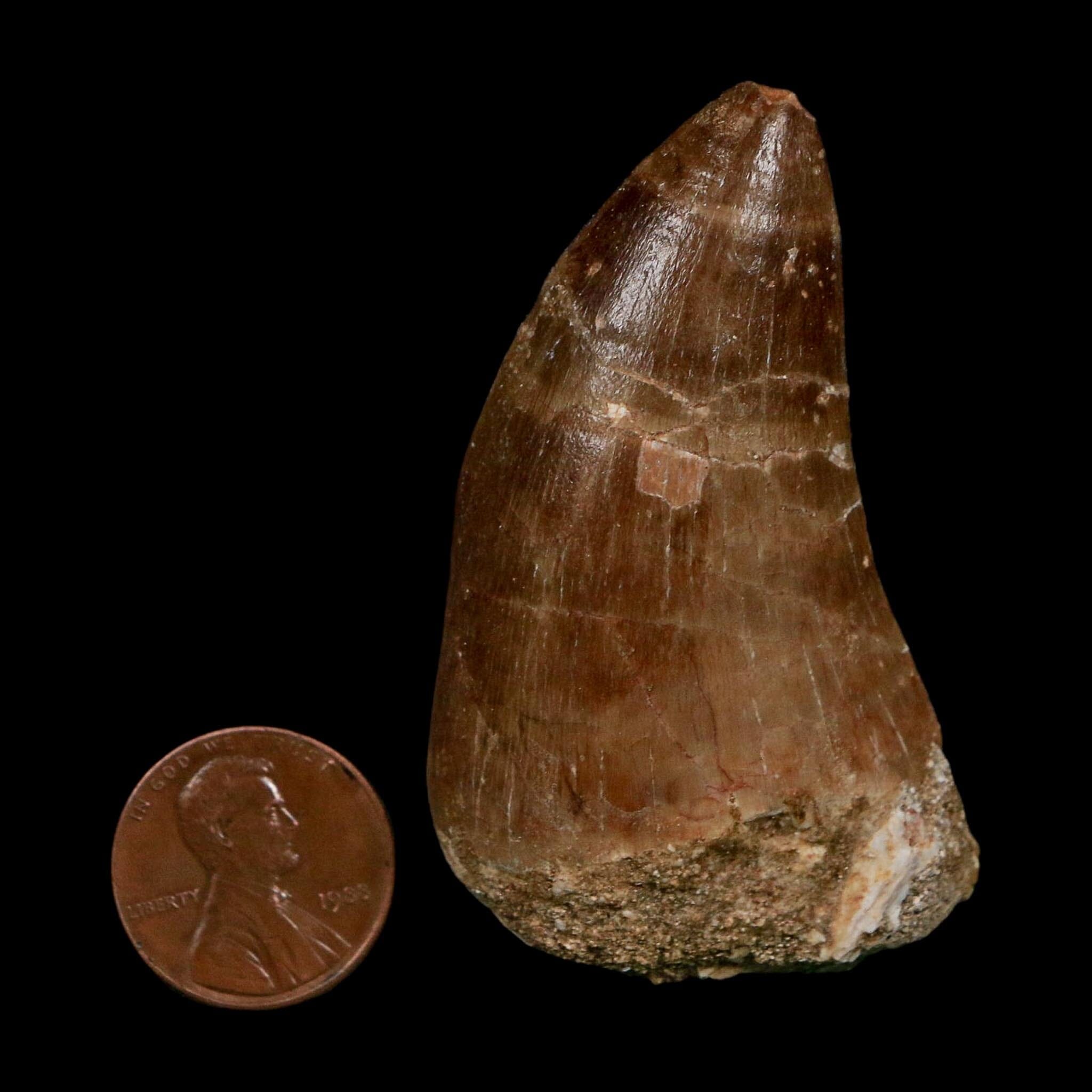 XL 2.3" Tylosaurus Mosasaur Fossil Tooth Cretaceous Dinosaur Era COA, Stand - Fossil Age Minerals