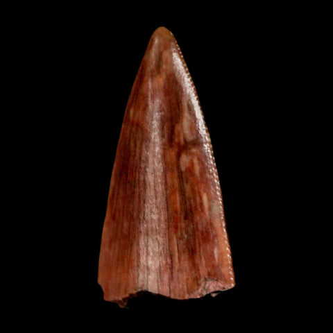 0.5" Postosuchus Rauisuchid Archosaur Fossil Tooth Redonda Formation NM COA Display