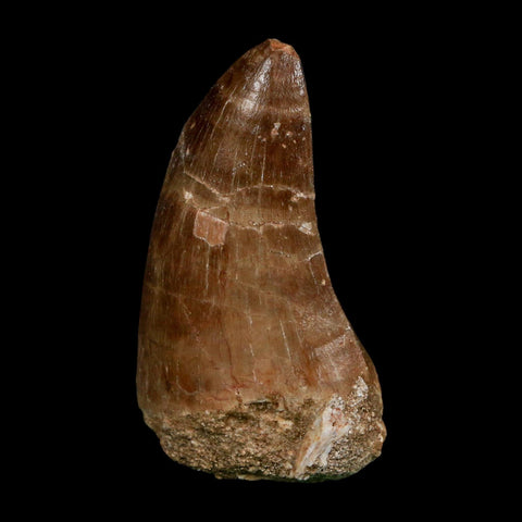 XL 2.3" Tylosaurus Mosasaur Fossil Tooth Cretaceous Dinosaur Era COA, Stand
