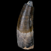 1.7" Suchomimus Fossil Tooth Cretaceous Spinosaurid Dinosaur Elraz FM Niger COA