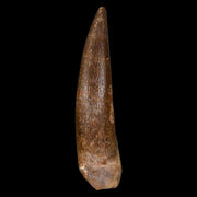 1.9" Plesiosaur Zarafasaura Tooth Fossil Cretaceous Dinosaur Era COA, Stand