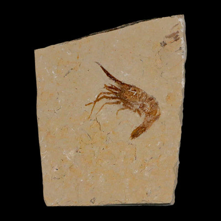 1.2" Fossil Shrimp Carpopenaeus Cretaceous Age 100 Mil Yrs Old Lebanon COA