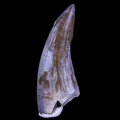 2" Suchomimus Fossil Tooth Cretaceous Spinosaurid Dinosaur Elraz FM Niger COA - Fossil Age Minerals