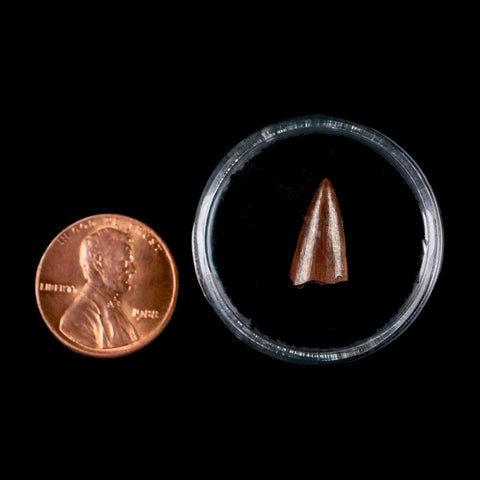 0.5" Postosuchus Rauisuchid Archosaur Fossil Tooth Redonda Formation NM COA Display