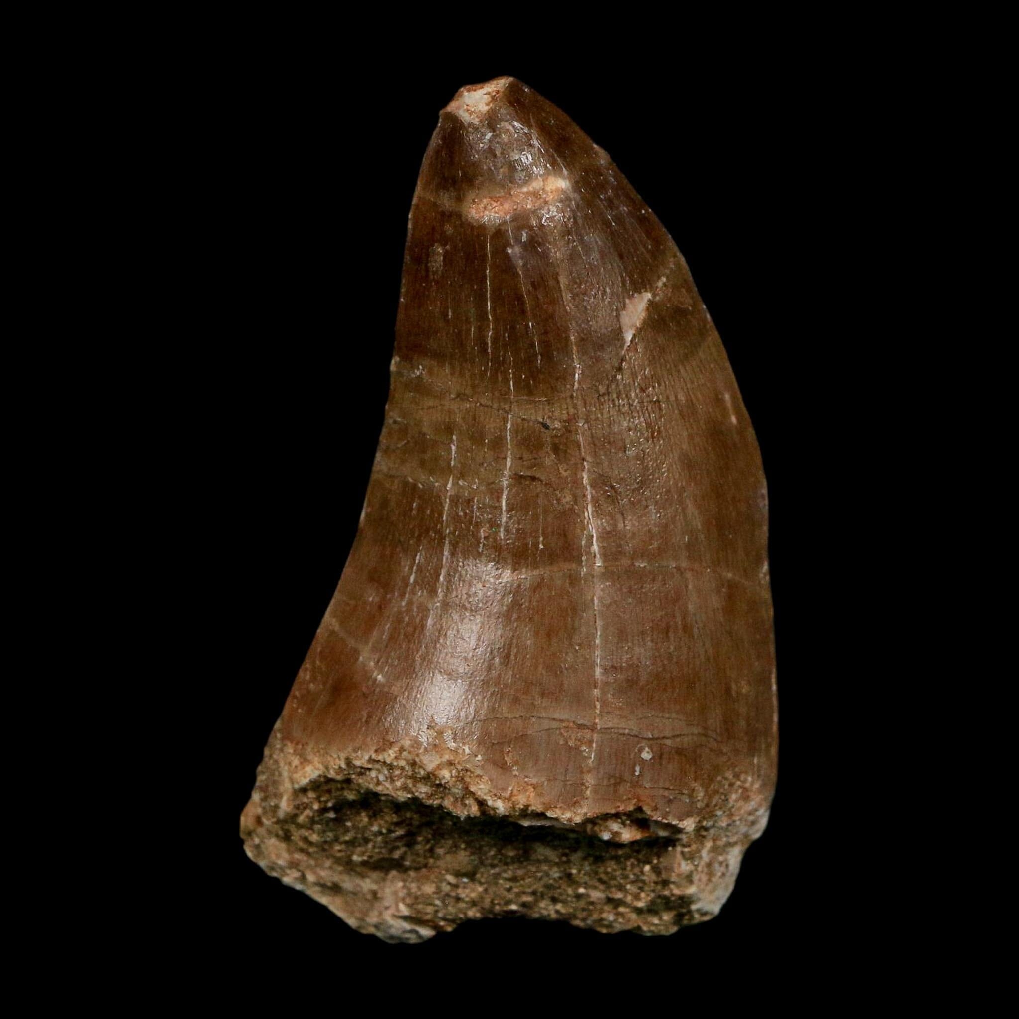 XL 2.3" Tylosaurus Mosasaur Fossil Tooth Cretaceous Dinosaur Era COA, Stand - Fossil Age Minerals