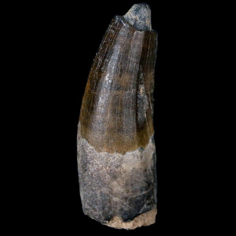 1.7" Suchomimus Fossil Tooth Cretaceous Spinosaurid Dinosaur Elraz FM Niger COA - Fossil Age Minerals