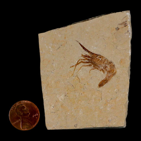 1.2" Fossil Shrimp Carpopenaeus Cretaceous Age 100 Mil Yrs Old Lebanon COA - Fossil Age Minerals