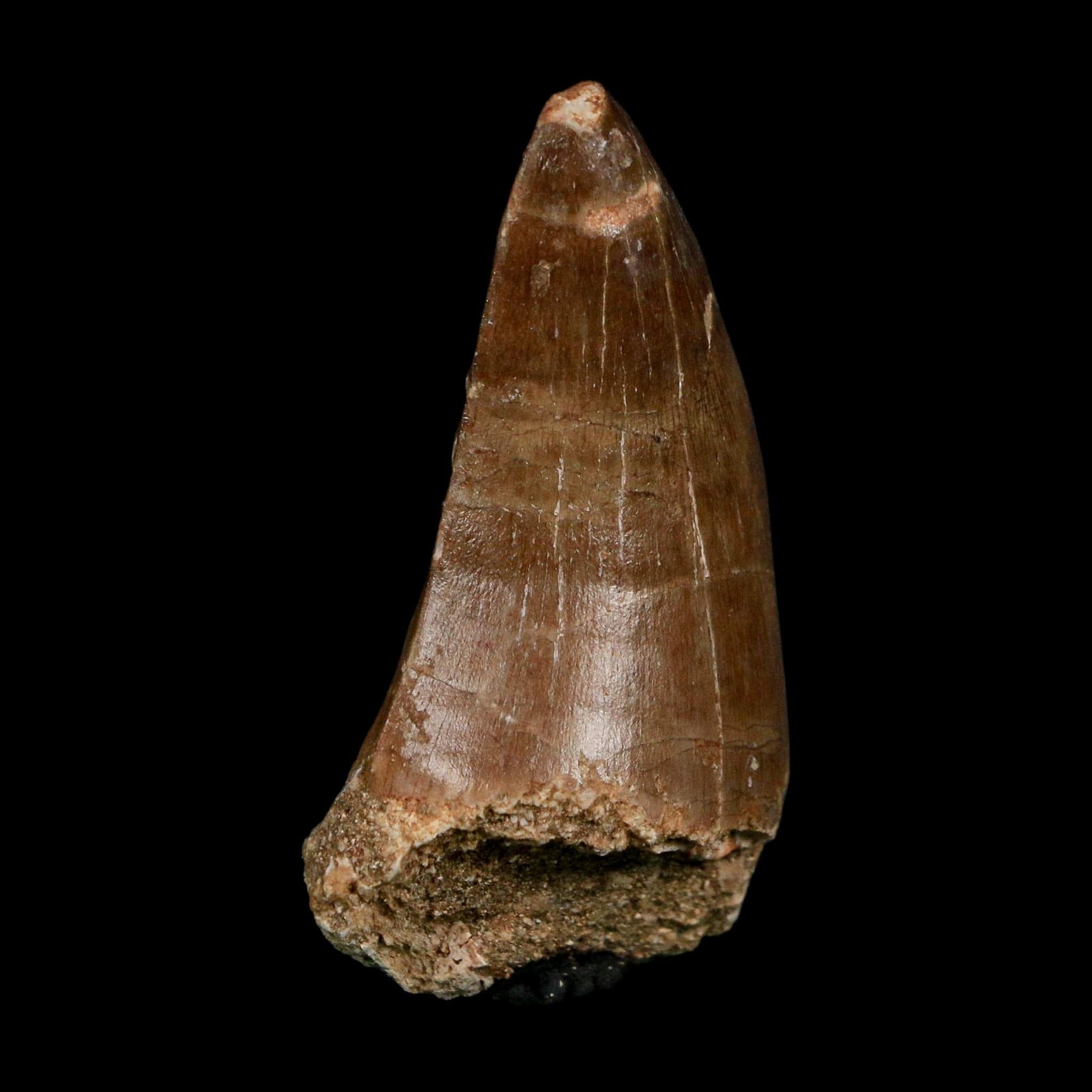XL 2.3" Tylosaurus Mosasaur Fossil Tooth Cretaceous Dinosaur Era COA, Stand - Fossil Age Minerals