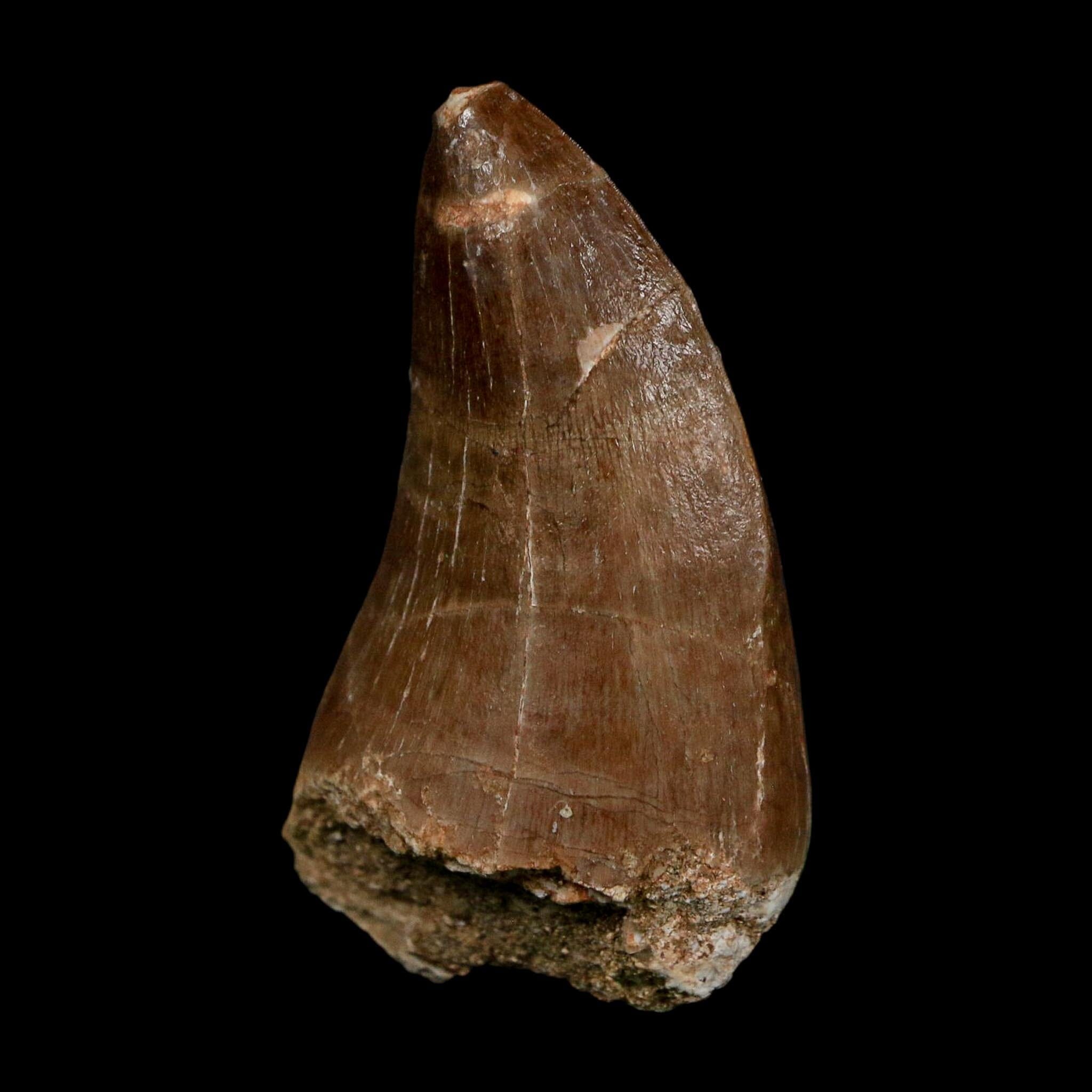 XL 2.3" Tylosaurus Mosasaur Fossil Tooth Cretaceous Dinosaur Era COA, Stand - Fossil Age Minerals