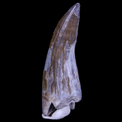 2" Suchomimus Fossil Tooth Cretaceous Spinosaurid Dinosaur Elraz FM Niger COA - Fossil Age Minerals